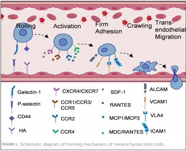 MSCs歸巢機(jī)制示意圖 MSCs歸巢機(jī)制示意圖