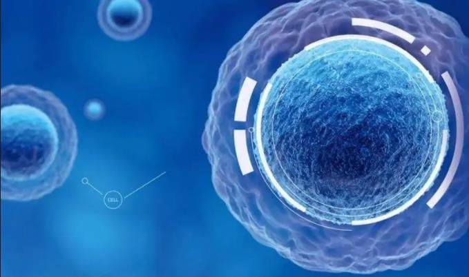 間充質(zhì)干細(xì)胞治療新策略:藥物遞送、腫瘤治療、免疫調(diào)節(jié)與臨床轉(zhuǎn)化的應(yīng)用前景 間充質(zhì)干細(xì)胞治療新策略:藥物遞送、腫瘤治療、免疫調(diào)節(jié)與臨床轉(zhuǎn)化的應(yīng)用前景