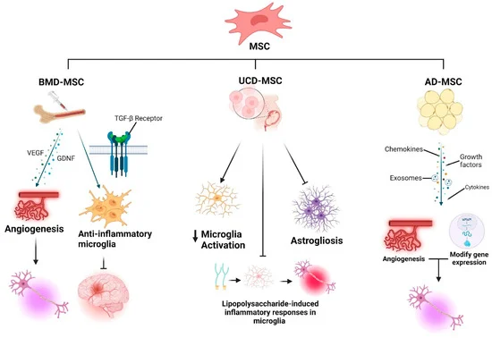 圖1：神經干細胞（NSCs）、間充質干細胞（MSCs）和誘導多能干細胞（iPSCs）的分化潛能。